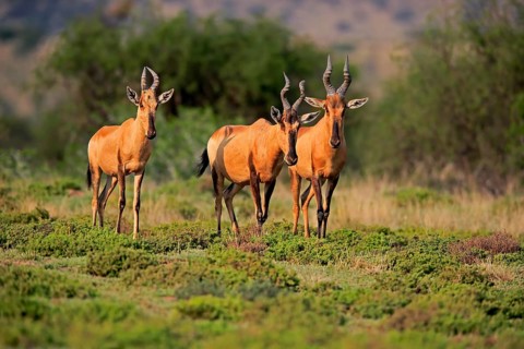 Red hartebeest (Alcelaphus buselaphus caama), kaama, adult, group, foraging, feeding, alert,