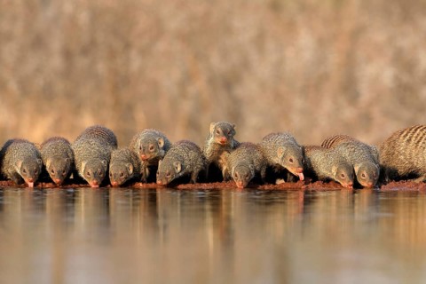 Zebra mongoose (Mungos mungo), adult, group, at the water, drinking, Kruger National Park, Kruger