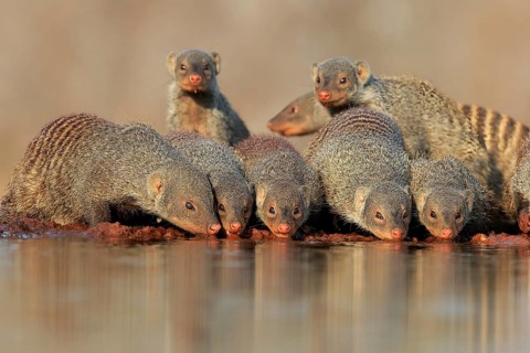 Zebra mongoose (Mungos mungo), adult, group, at the water, drinking, Kruger National Park, Kruger