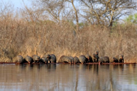 Zebra mongoose (Mungos mungo), adult, group, at the water, drinking, Kruger National Park, Kruger