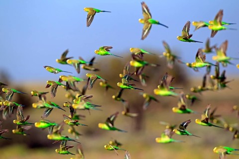 Budgerigar (Melopsittacus undulatus), Tibooburra, Sturt National Park, New South Wales, Australia,