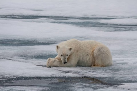 Polar bear (Ursus maritimus), lying, peaceful, pack ice, ice floes, Spitsbergen