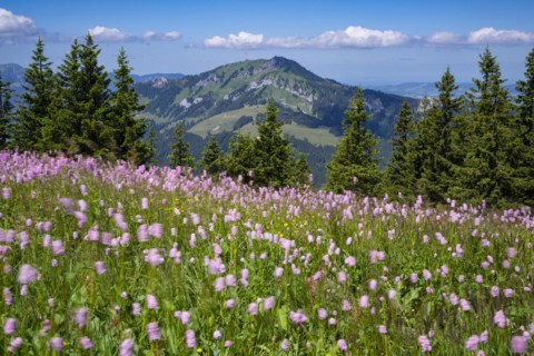 Snake knotweed (Bistorta officinalis), at Wertacher Hörnle, 1695m, behind it the Grünten, 1783m,
