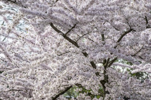 Japanese cherry (Prunus serrulata), Province of Drenthe, Netherlands