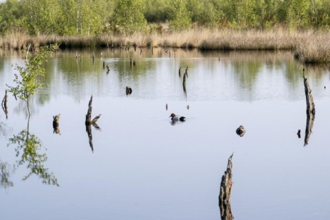 Moorland landscape, with pochards (Aythya ferina), rewetting, Emsland, Lower Saxony, Germany,