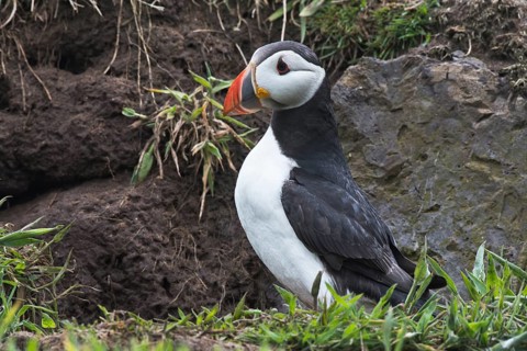 Puffin (Fratercula arctica) Skomer Island, Wales, Great Britain