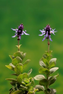 Piss-off plant (Plectranthus ornatus), cat repellent, flowering, Elllerstadt, Germany, Europe