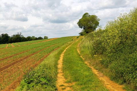 Suffolk Sandlings landscape footpath passing fields, near Methersgate, Sutton, Suffolk, England, UK