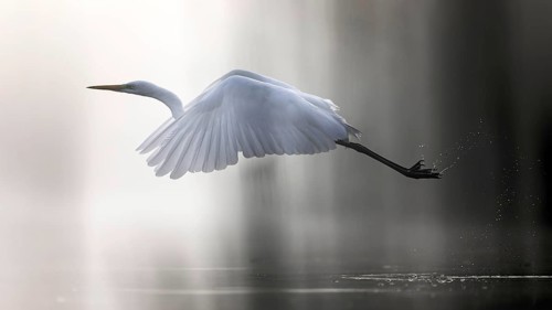 Great White Egret (Ardea alba) Winter visitor, migratory bird, light, resting bird, sunrise, reed