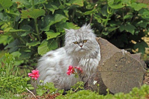 Persian cat, long-haired cat