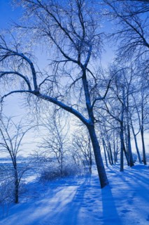 Bare silhouetted deciduous trees covered with ice and snow through blue filter in winter at