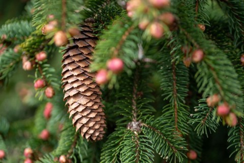A brown pine cone hanging from a green conifer branch, silver fir, male flowers, Germany, Europe