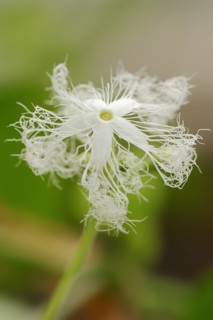 Snake gourd (Trichosanthes cucumerina var. anguina), flower, useful plant, North Rhine-Westphalia,