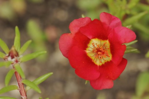 Moss-rose purslane (Portulaca grandiflora), flower, native to South America