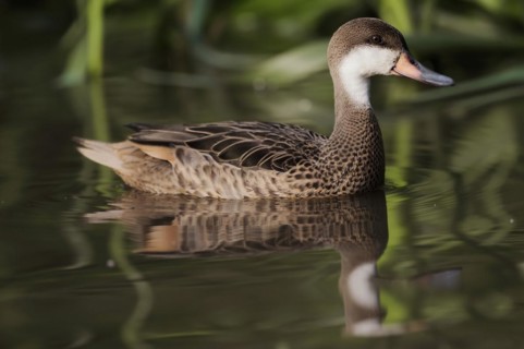 Bahama duck (Anas bahamensis, Paecilonetta bahamensis), captive, occurrence in South America