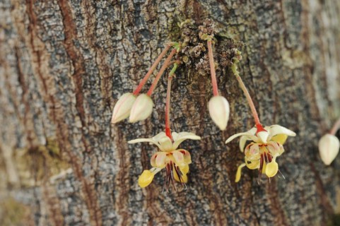 Cocoa tree (Theobroma cacao), flowers on the tree