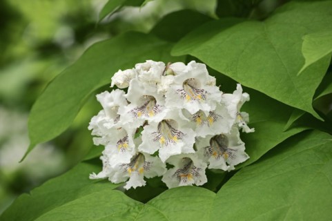 Common trumpet tree (Catalpa bignonioides, Catalpa syringifolia), flowers, ornamental tree, North