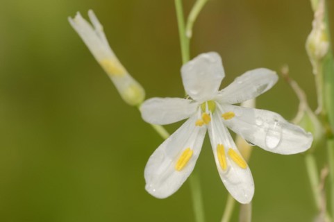 Clustered grass lily or knotless grass lily (Anthericum liliago), flower, North Rhine-Westphalia,