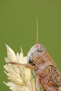 European migratory locust (Locusta migratoria), Provence, southern France