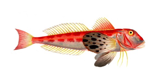 Fish, Fish, Fish species from the subfamily of the true gurnards, Trigla lineata, Historical,