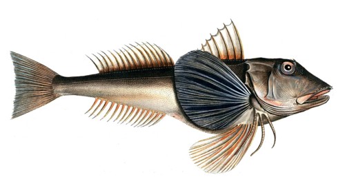 Fish, Fish, Fish species from the subfamily of the true gurnards, Trigla hirundo, the Tern, the Tub
