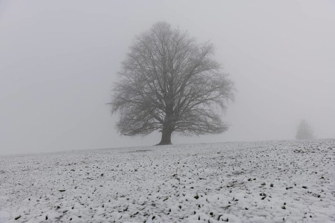 A large tree on a snow-covered field in dense fog, Rieden am Forggensee, Ostallgäu, Allgäu, Swabia,