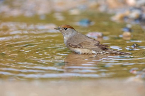 Blackcap, Sylvia atricapilla, Fauvette à tête noire, Curruca Capirotada Lesbos, Greece, Europe