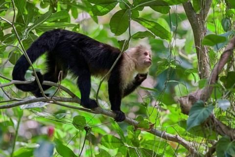 White-shouldered capuchin monkey (Cebus capucinus) Costa Rica