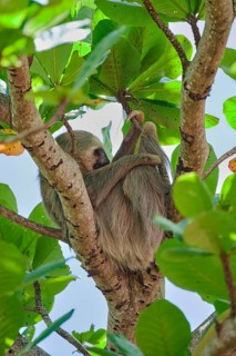 Two-fingered sloth (Choloepus didactylus) Costa Rica