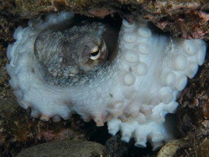 Octopus, Common Octopus (Octopus vulgaris), with tentacles hidden under rocks in the sea. The