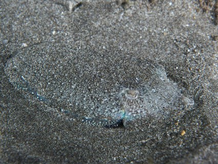 Juvenile Common cuttlefish (Sepia officinalis) inconspicuously hidden in the sandy seabed, Playa
