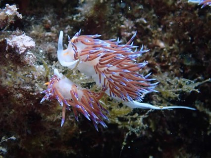 Two bright purple nudibranchs, travelling thread snail (Cratena peregrina), on algae, dive site Cap