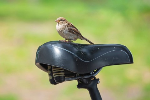 House sparrow (Passer domesticus), house sparrow, sparrow, female sitting backwards on a black