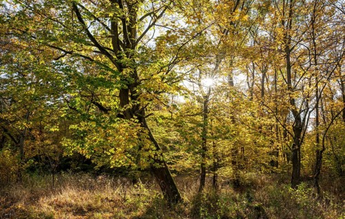 Mountain maple (Acer pseudoplatanus) in autumn with colourful leaves, backlit with sun star,