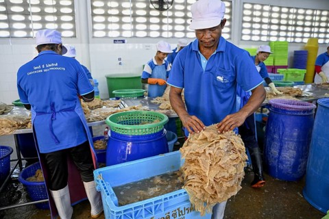 Employees of the company Chockdee Sea Products prepare dried jellyfish for export, Min Buri, near