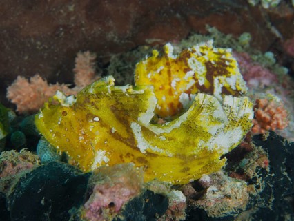 Yellow rocking fish (Taenianotus triacanthus) sits camouflaged in the colourful coral reef, dive