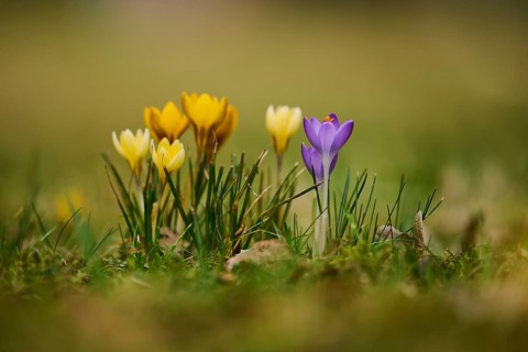 Spring Crocus or Giant Crocus (Crocus cultivars) flowering colourful in spring on a meadow,