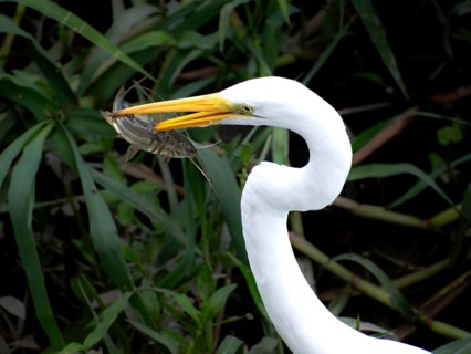 Great White Egret (Ardea alba) with preyed fish in a nature reserve in Buenos Aires, Argentina,