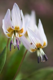 Dog's Fawn Lily (Erythronium dens-canis), Emsland, Lower Saxony, Germany, Europe