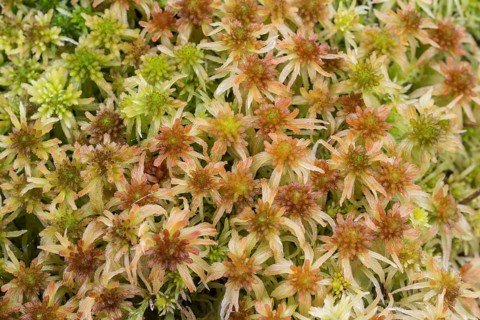 Marsh peat moss (Sphagnum palustre), Province of Drenthe, Netherlands
