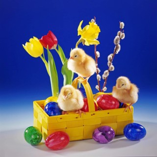 Three chickens, chicks, symbol photo, Easter, Easter decoration, Easter basket, Easter eggs,