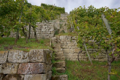 Terraced steep vineyards in the Neckar valley near Lauffen, viticulture, Württemberger Wein,