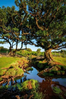 Centuries-old til trees in fantastic magical idyllic Fanal Laurisilva forest on sunset. Madeira