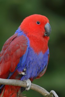 New Guinea noble parrot (Eclectus polychloros, Eclectus roratus polychloros), female, captive,