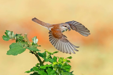 Red-backed shrike (Lanius collurio), female, flight photo with prey, Hockenheim, Baden-Württemberg,