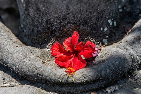 Praying hands decorated with red flower, praying, Hinduism, faith, peace, peaceful, temple, temple
