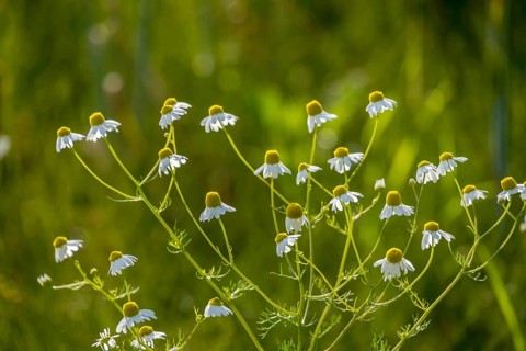 Flowering camomile, Münsterland, North Rhine-Westphalia, Germany, Europe