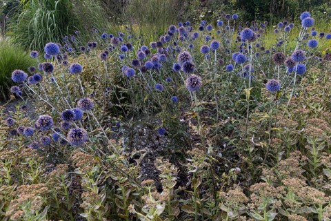 Echinops bannaticus (Echinops bannaticus), thistle, purple, blue, plant, flower bed, flower-bed,