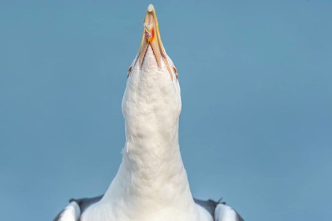 Lesser Black-backed Gull (Larus fuscus) calling in a port on the Atlantic coast. Camaret, Crozon,