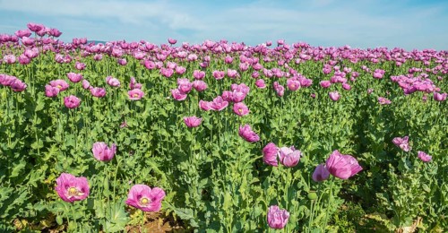 Opium poppy (Papaver somniferum), cultivation of edible poppy, poppy field, Donnersbergkreis,